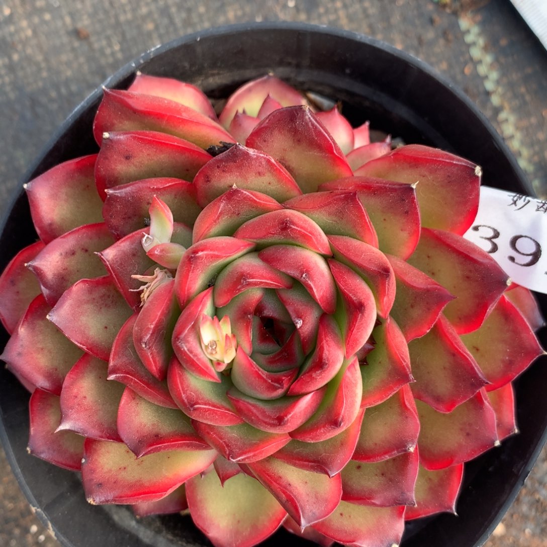 3923杂交精品基地10厘米