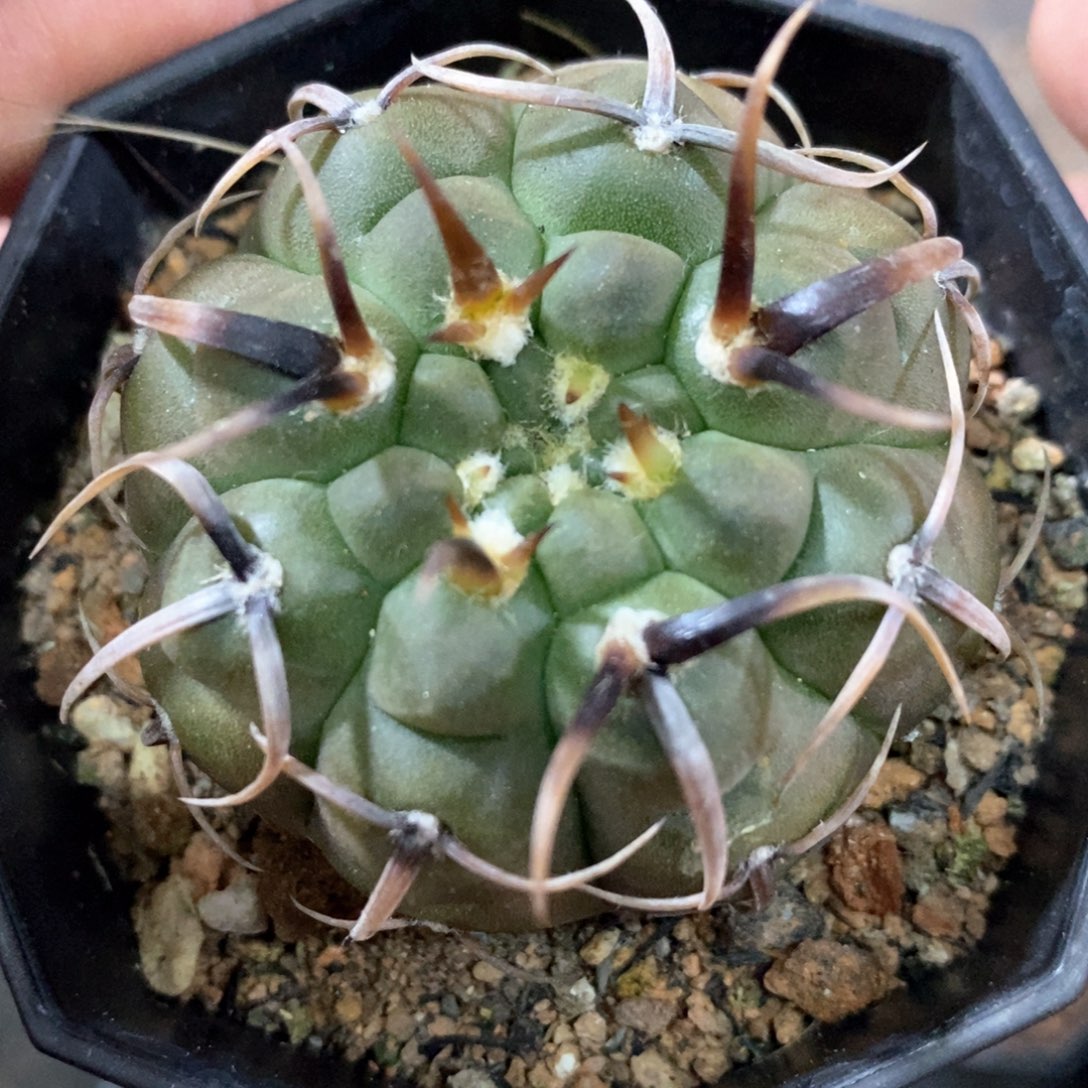 孤品实生顶级爆种水牛角粗刺猫爪怪龙丸