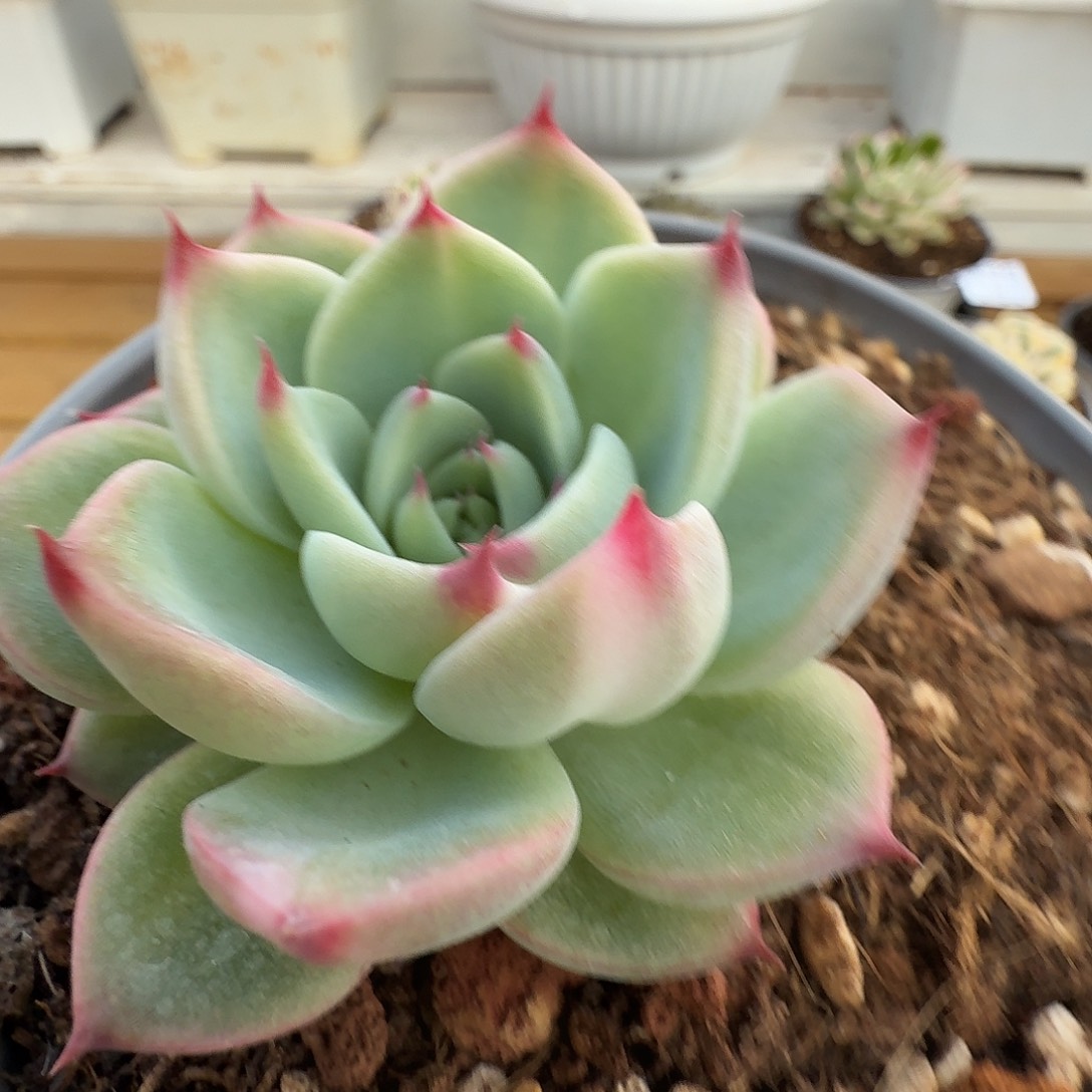 蓝龙杂拉丝锦11102-20