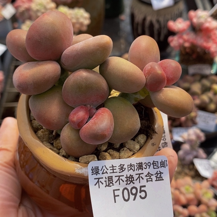 芒果奶8cm095多肉植物