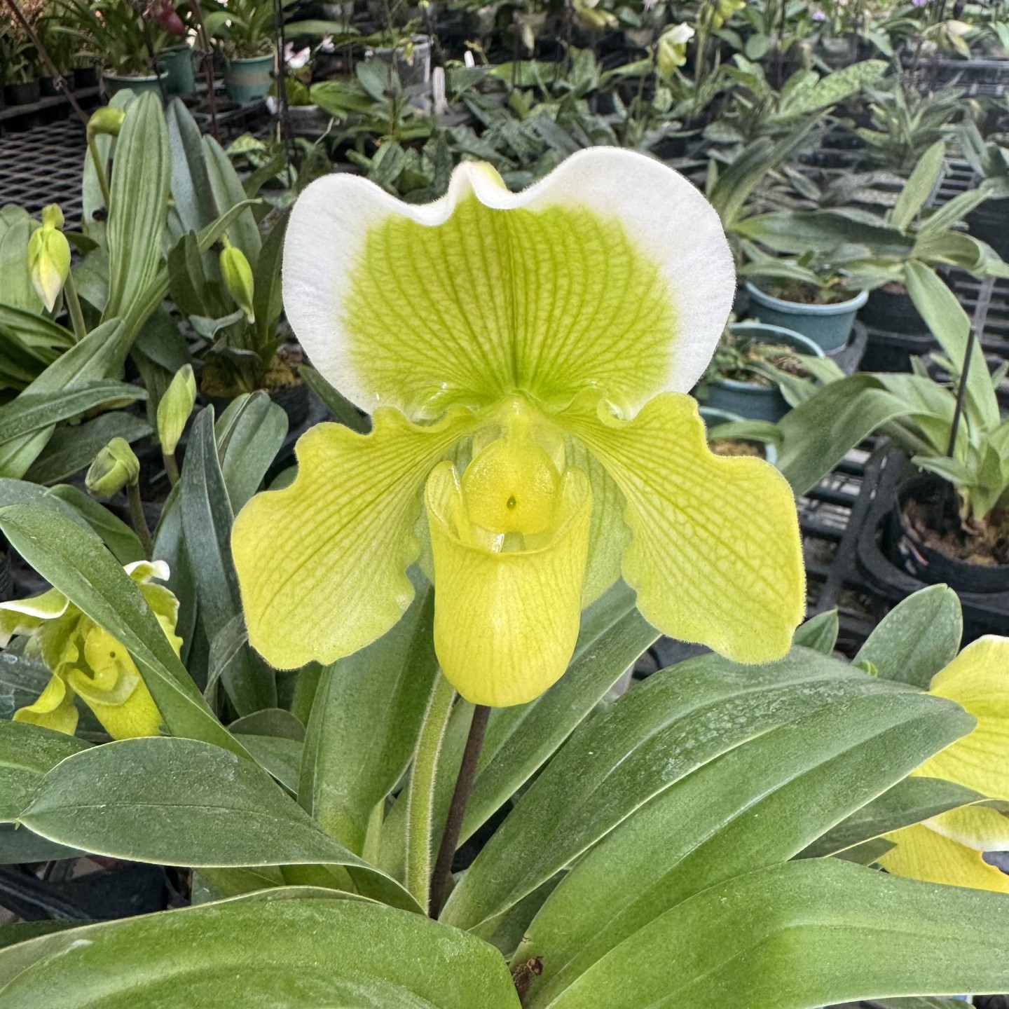【绿肉饼兜兰】2苗1花  花期三个月