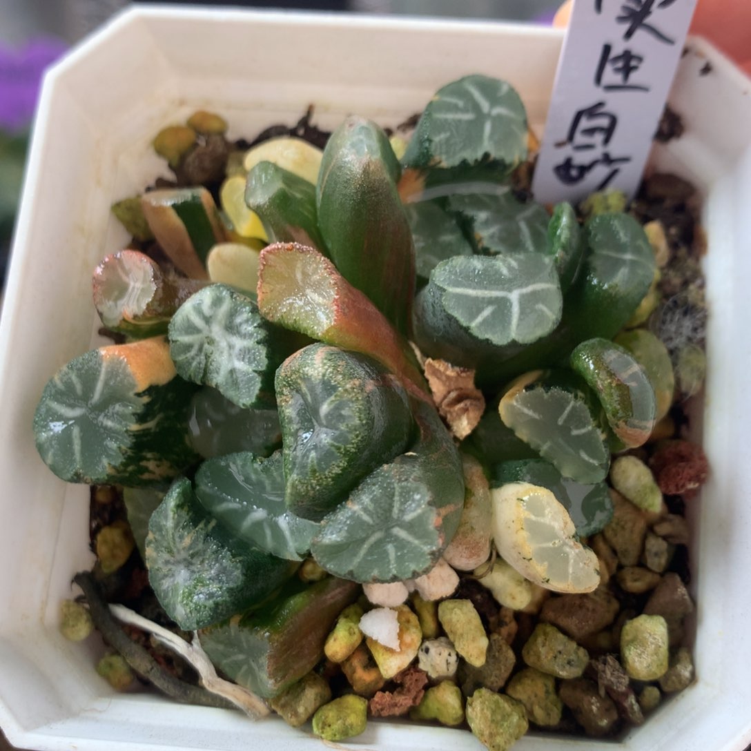 实生白妙万象锦一物一拍