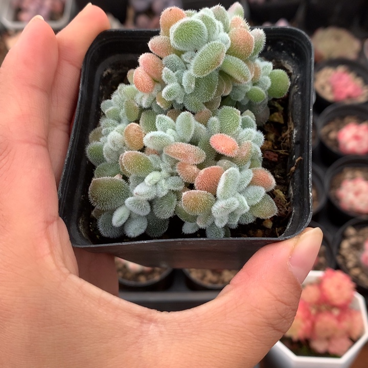 精控雪焕星缀化多肉