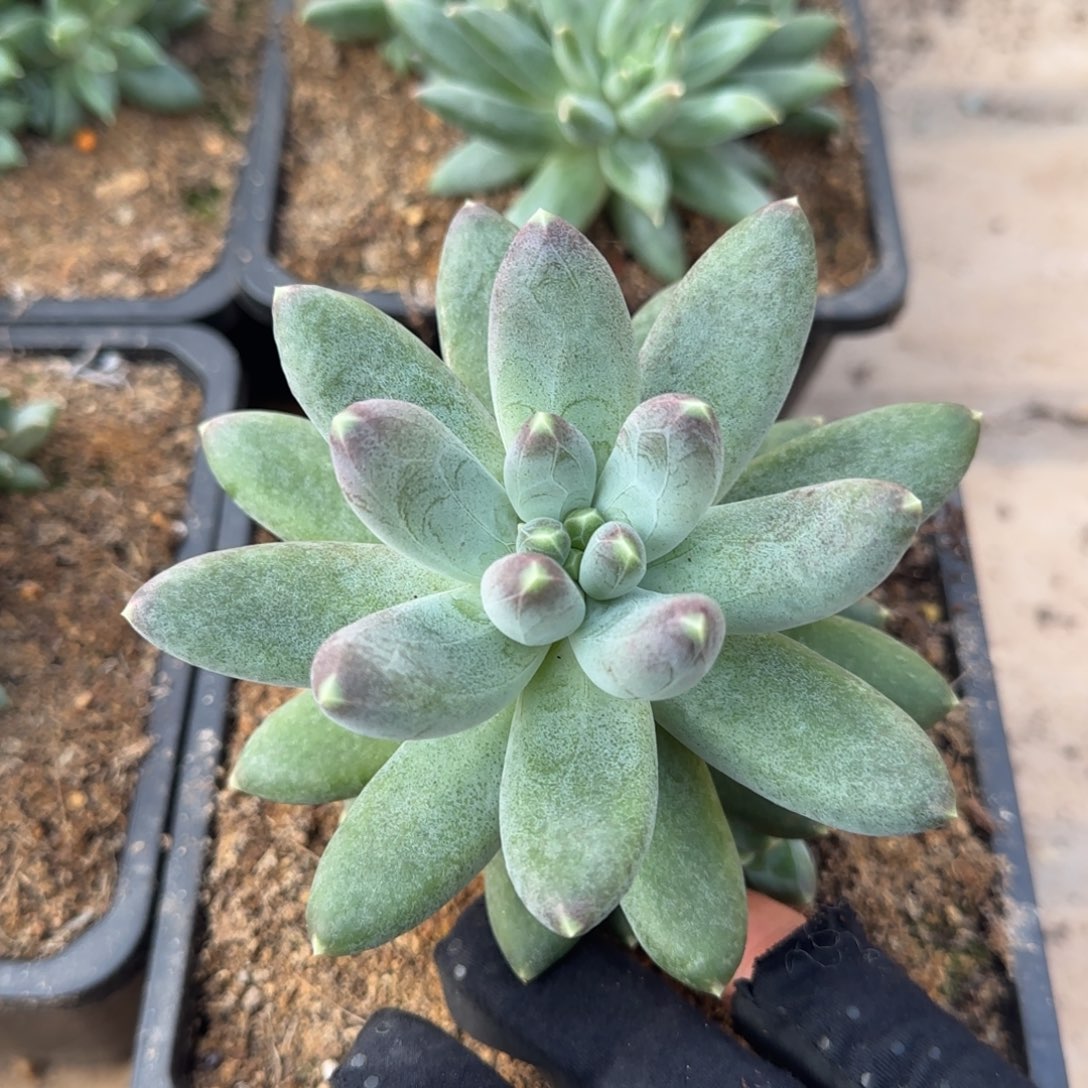 蓝***空多肉植物多肉植物