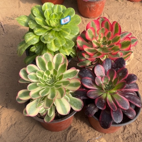 744多肉植物组合