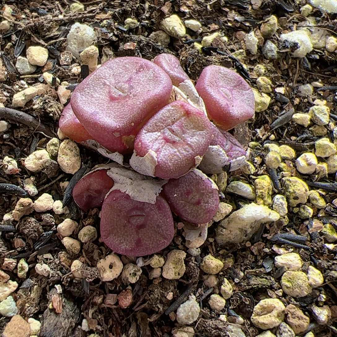 【闪购商品】159 方碗