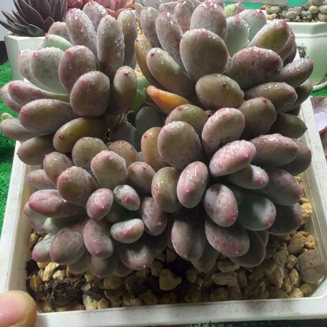 唐二姐多肉编号115