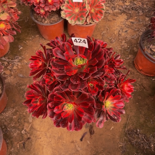 美杜莎5号棚424多肉植物