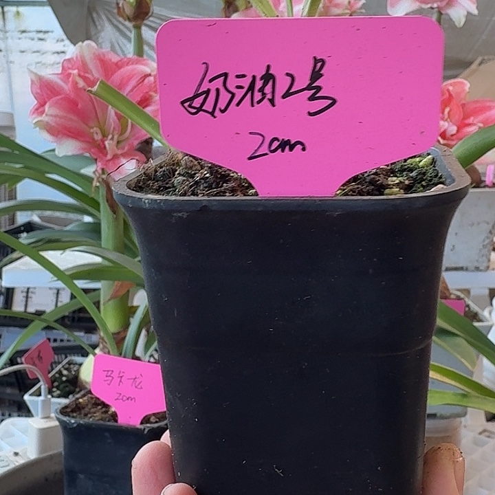 无花朵奶油2侧球朱顶红直径2cm