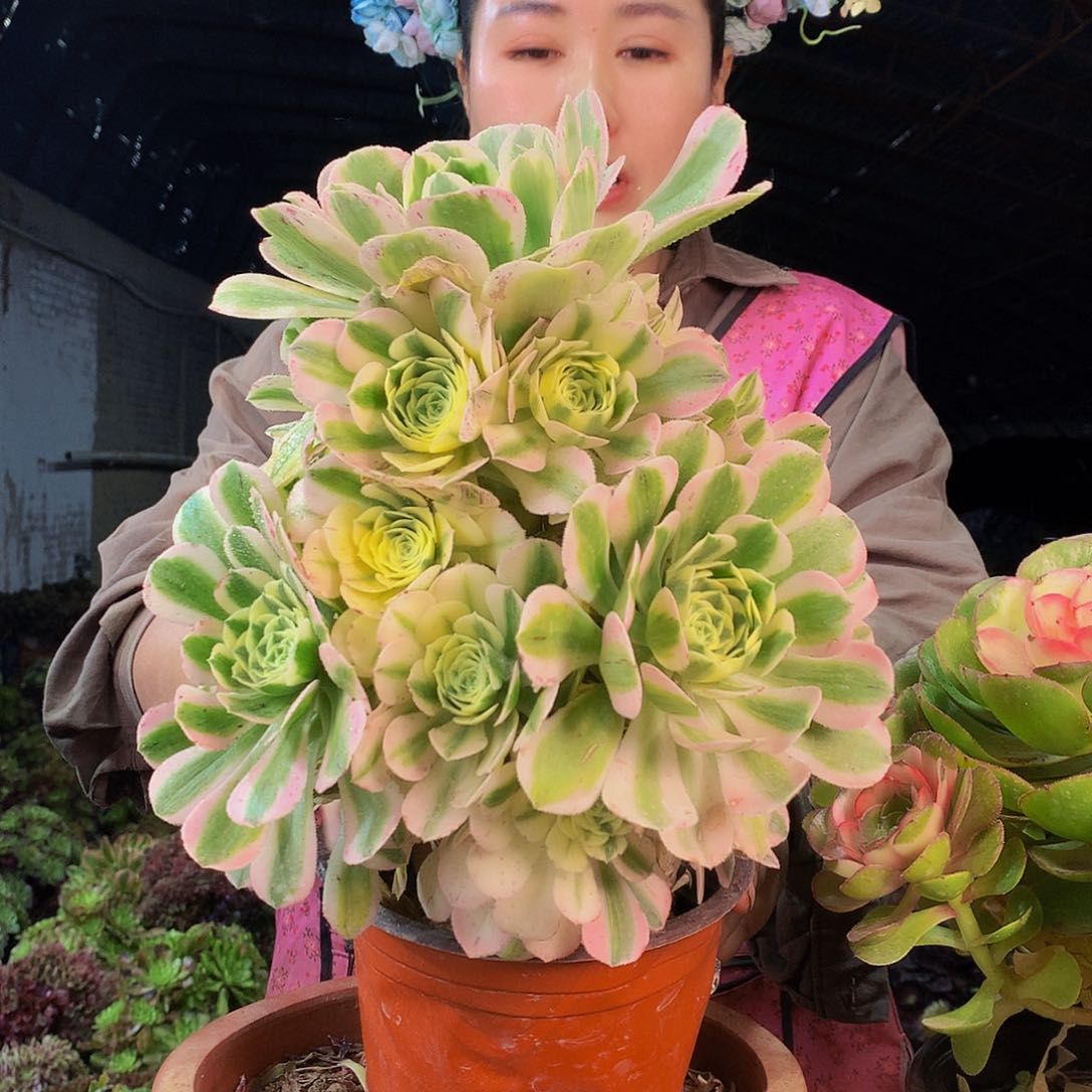 无花朵柒哥多肉法师不包侧断枝 迈巴赫