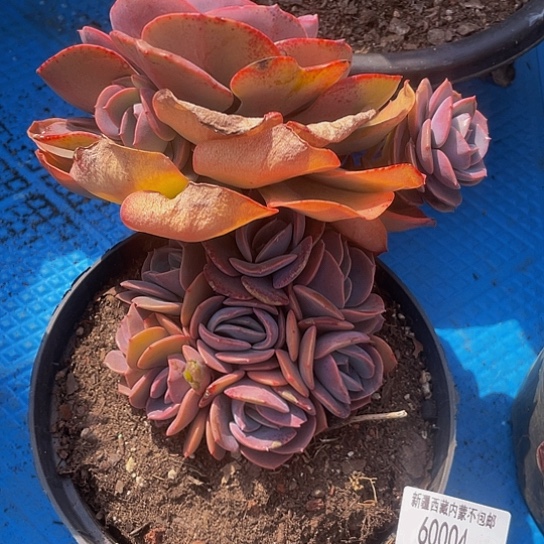 玛*亚尘埃6004多肉