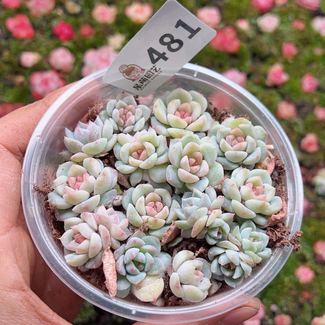 多肉植物多肉植物