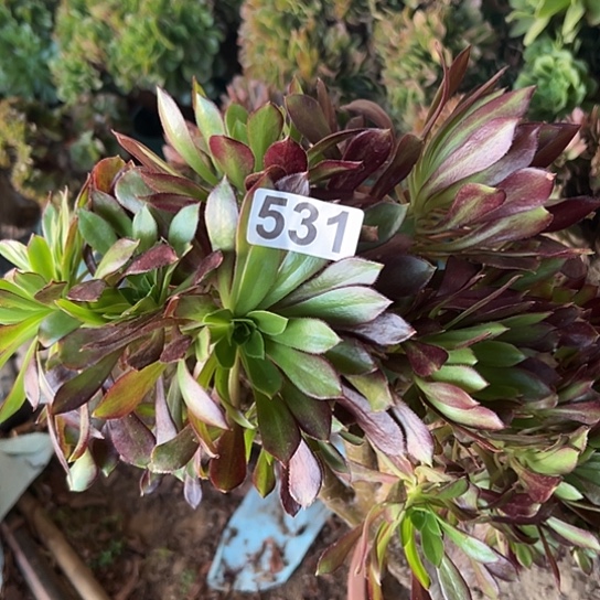 呲****多肉植物子一个黑法531