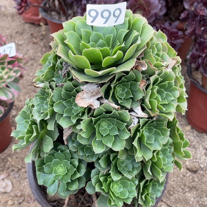 999多肉植玫瑰绿