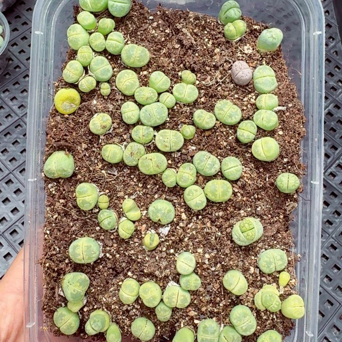 9211--零下地区需拍保温箱