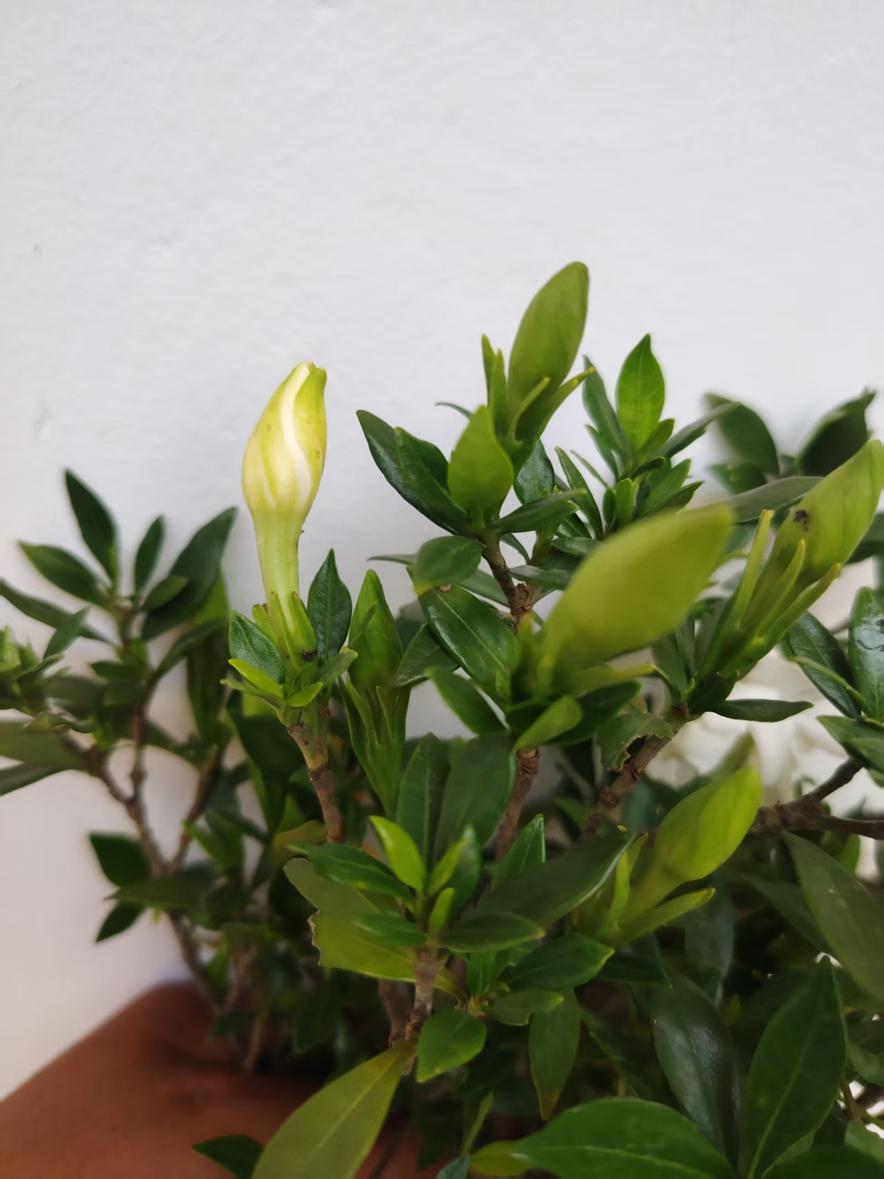 大冠幅雀舌栀子花福利专场链接海岛