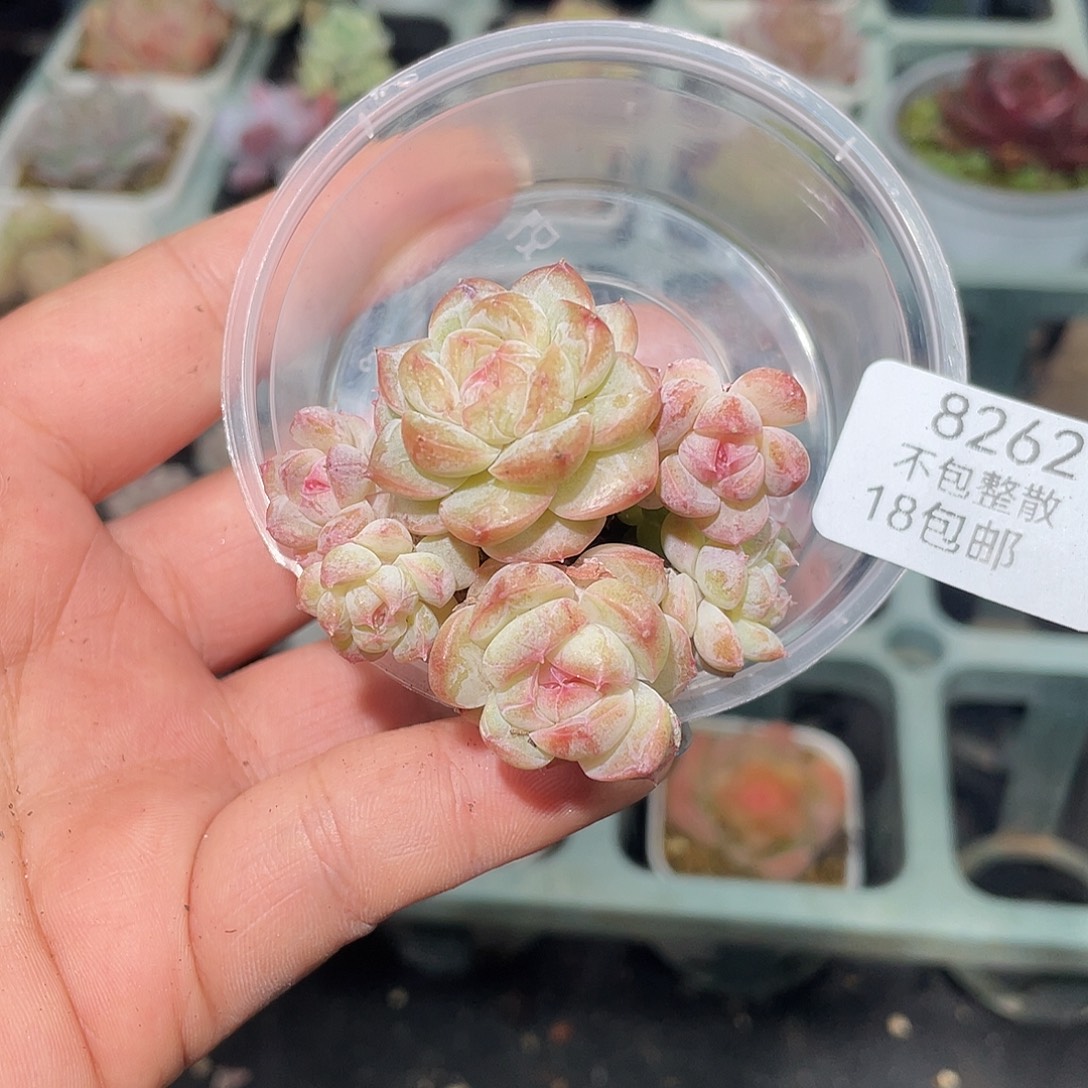 兰***夫8262。 孤品糖心。       