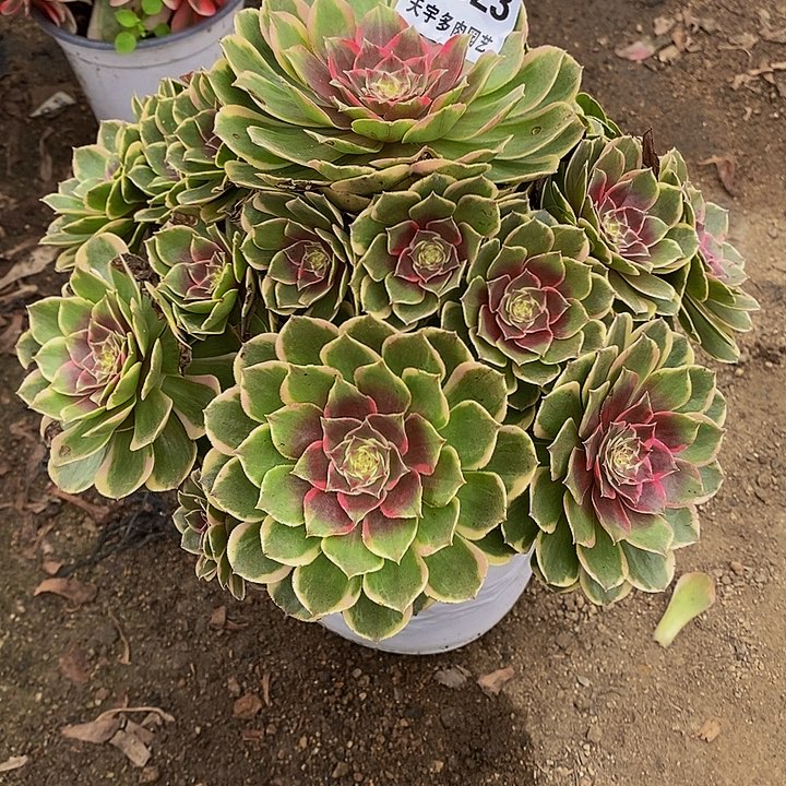 多肉植物粉花妖623多肉
