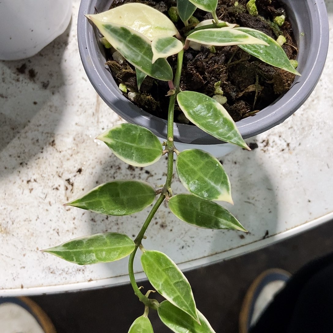 完全开放长叶裂瓣外锦140