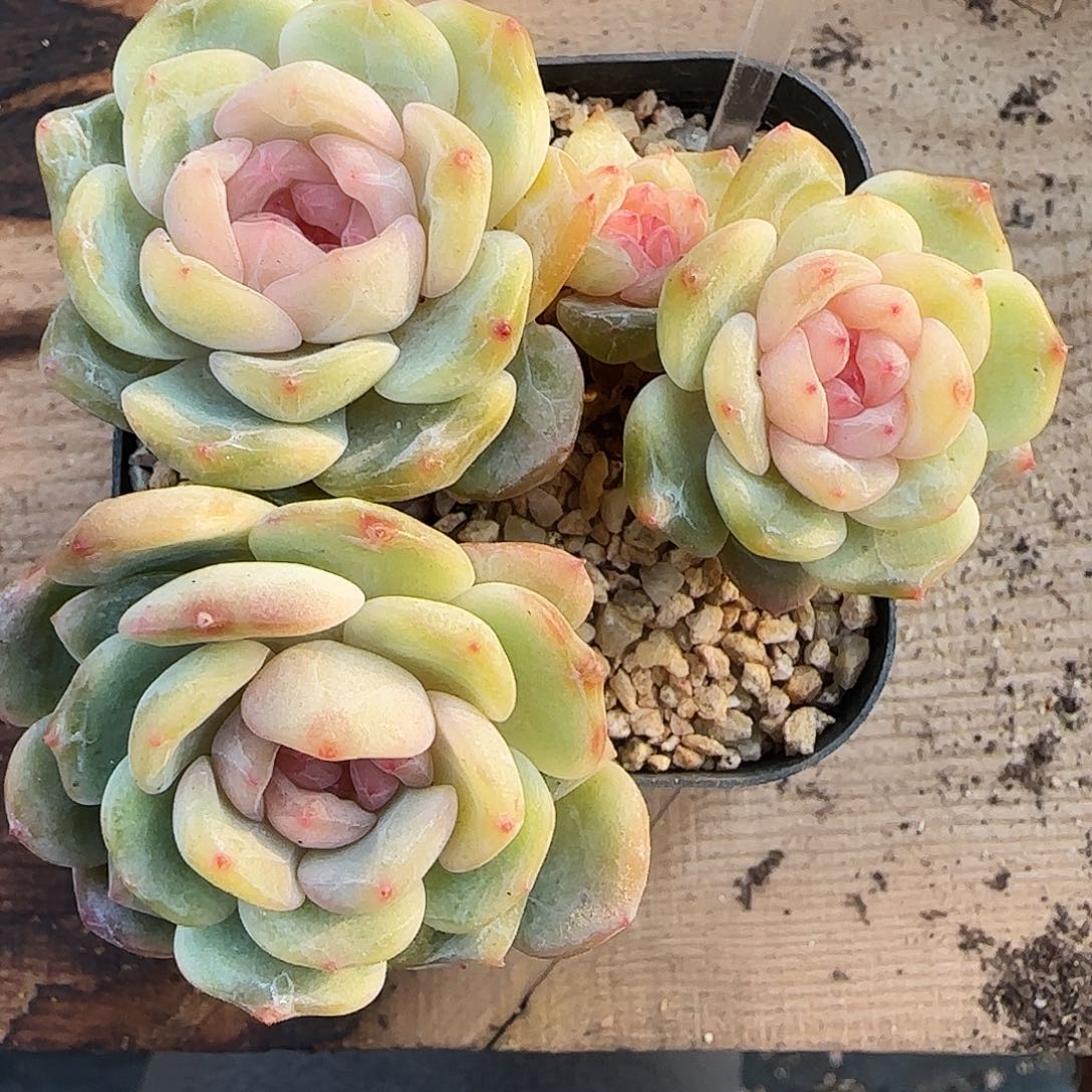 89号哈哈哈哈哈哈