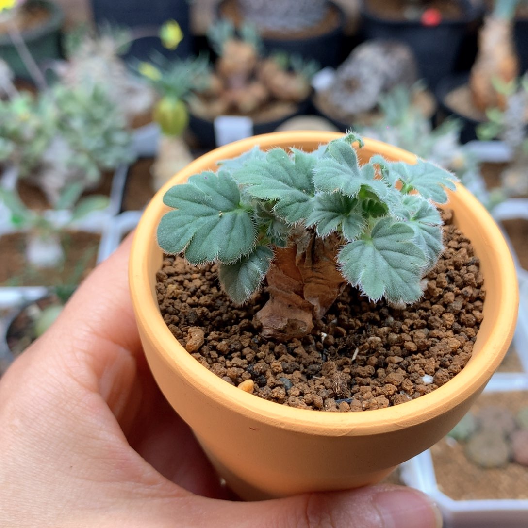 淘****子文纳森杨葵母本多肉带盆