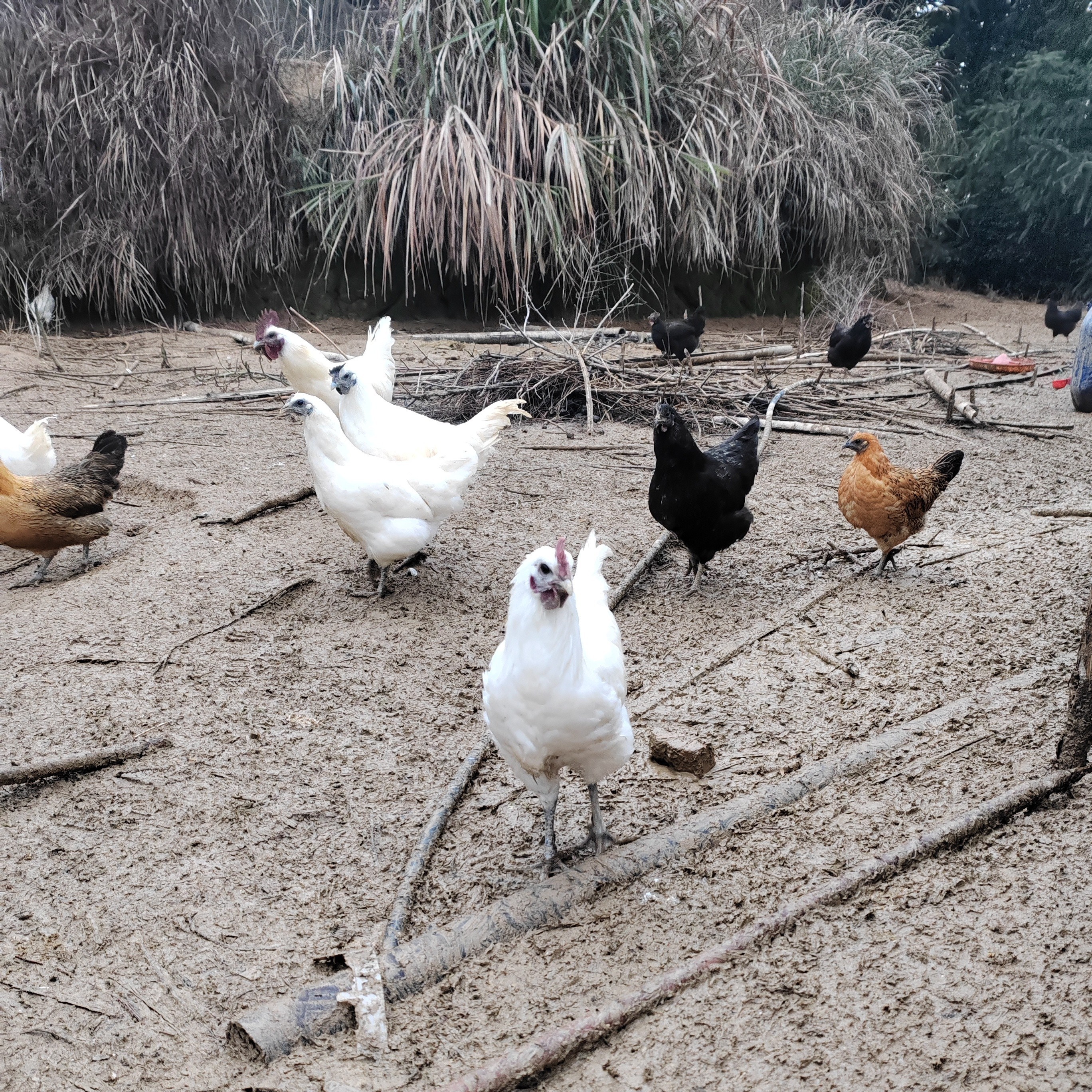 （4只青年鸡）两个多月的雪峰乌骨鸡青年鸡  顺丰包邮到家