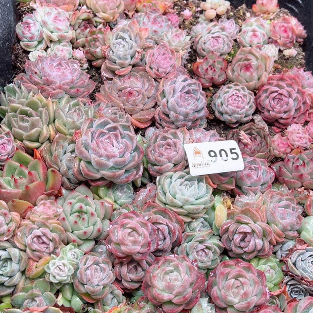 浓***情多肉植物多肉植物