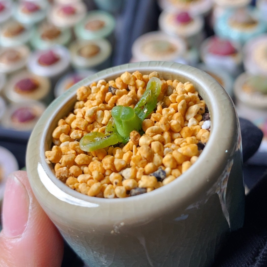 5429-一物一拍 s b 806