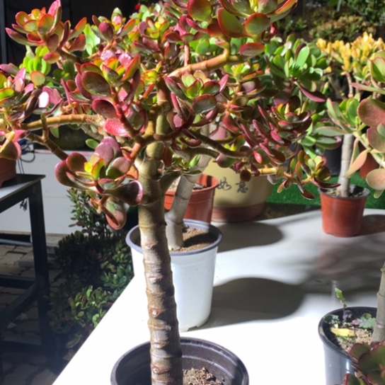 健***乐姬红花月脱土发