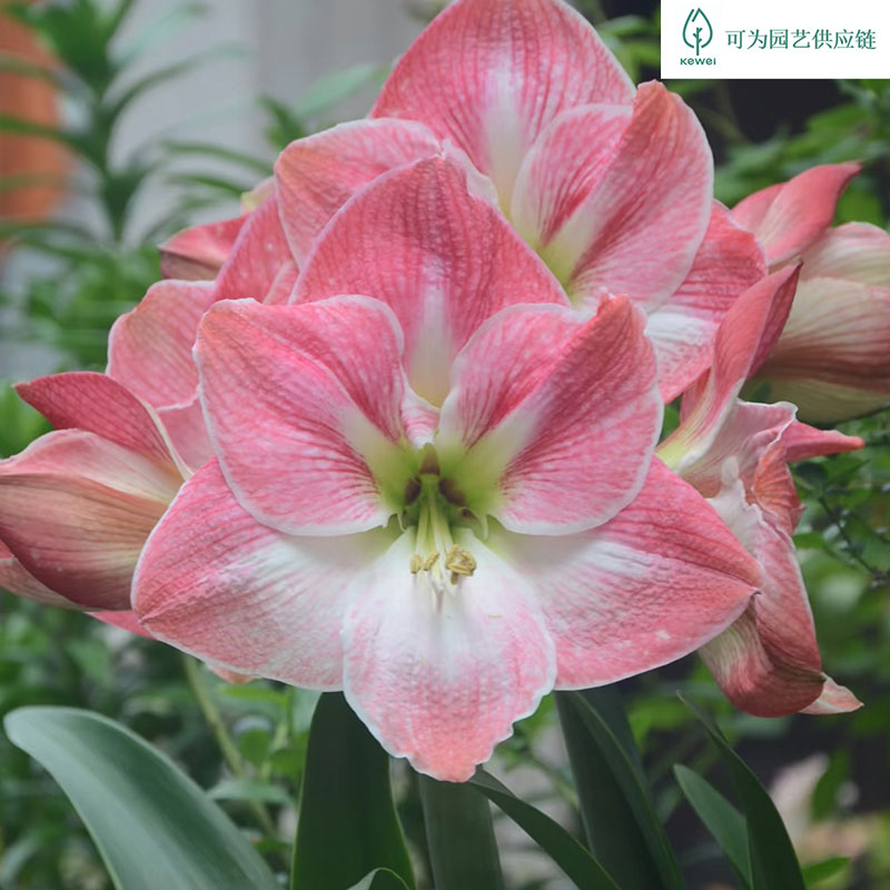 【可为园艺】秘鲁进口朱顶红樱花粉蜡封周长34-36CM花卉园艺种球