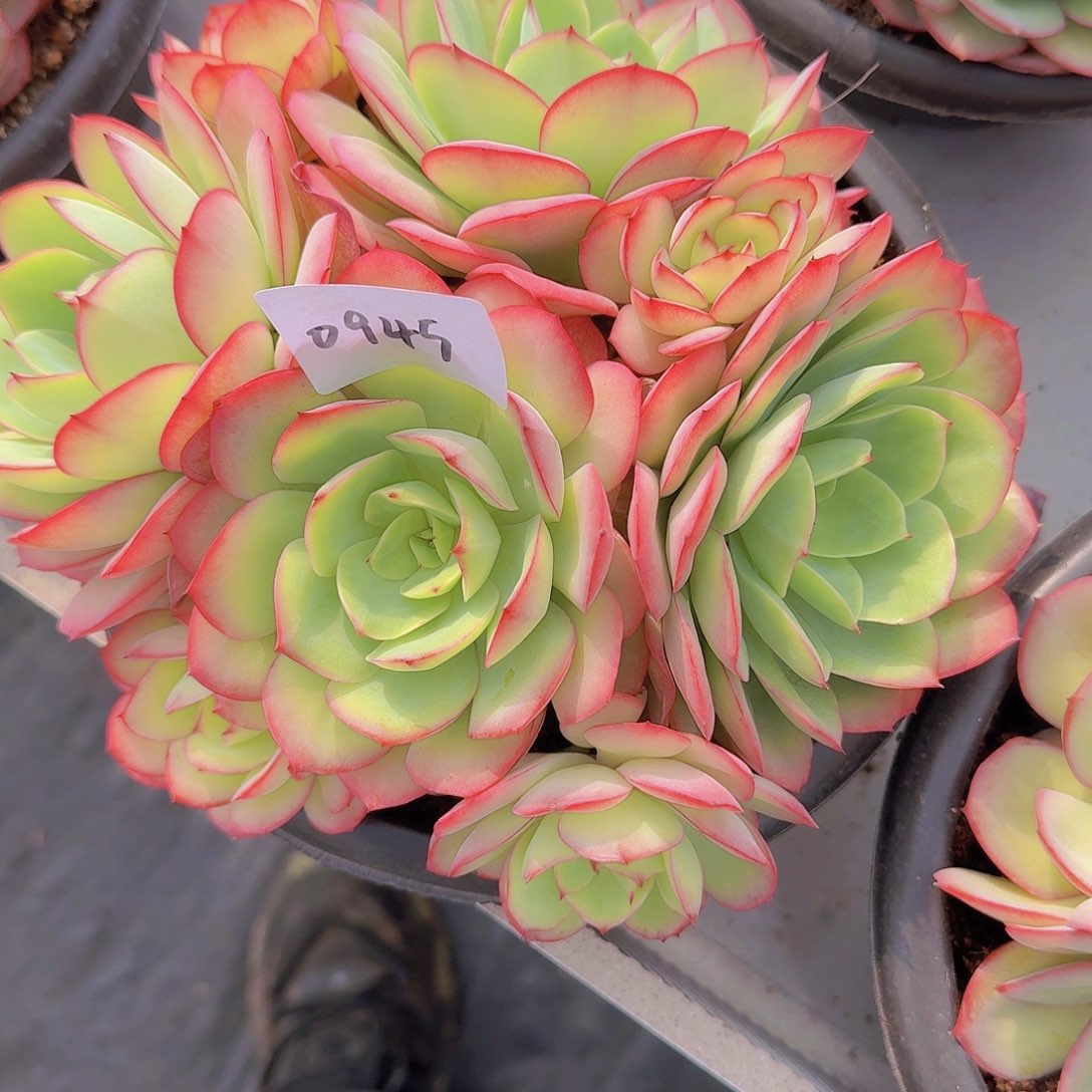 细**霏0945牡丹亭多肉