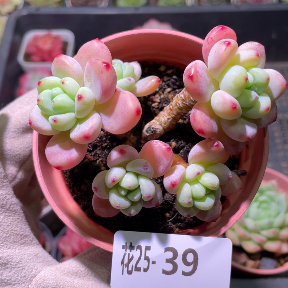 花利美25-39罗琦群