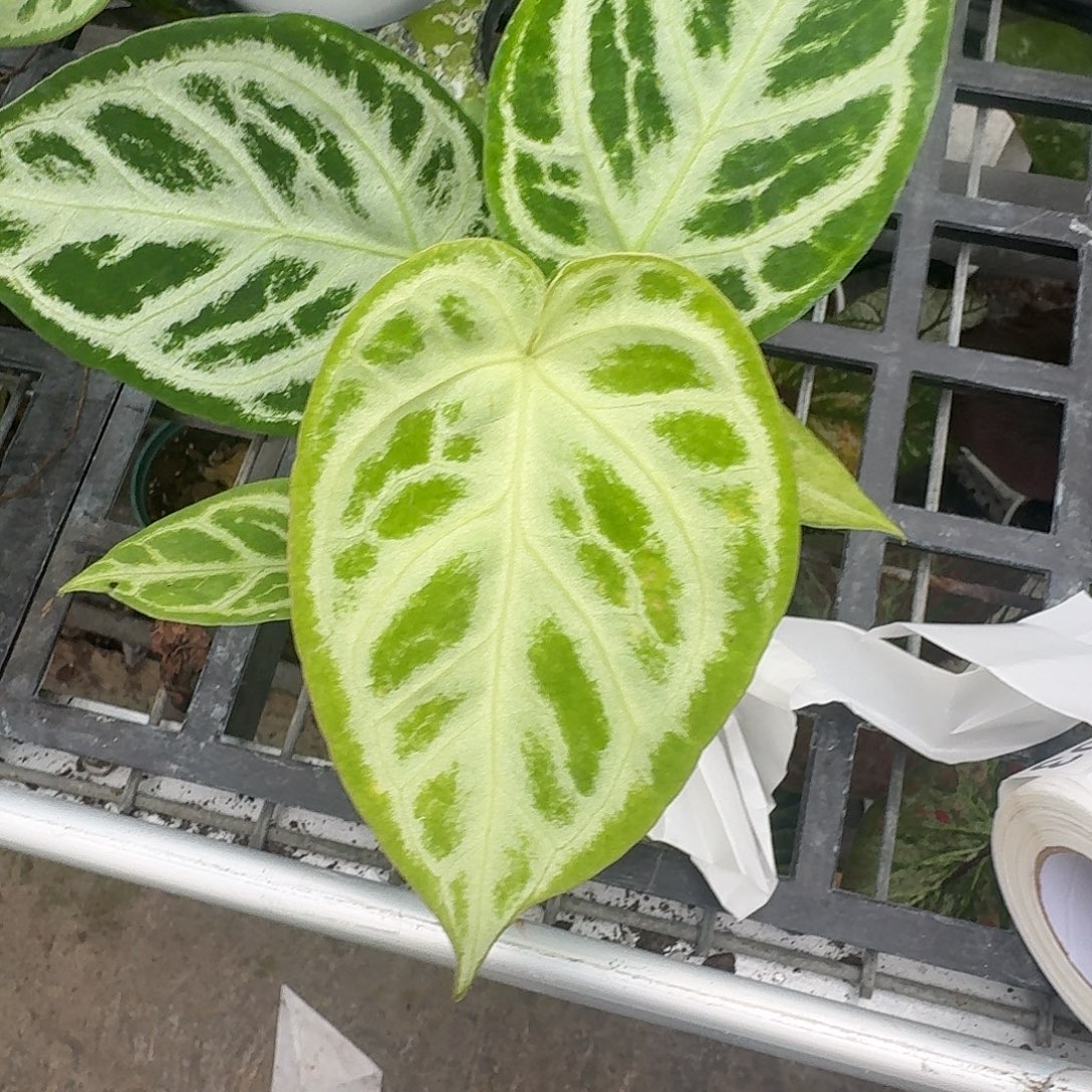 杨***3完全开放O196银刷子