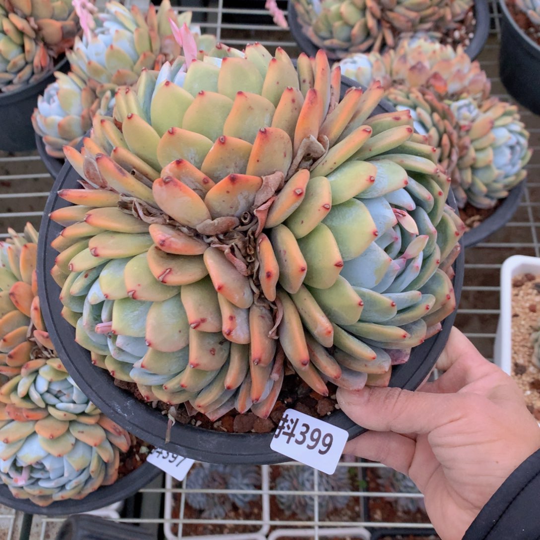 399多头一个小时左右即可享受