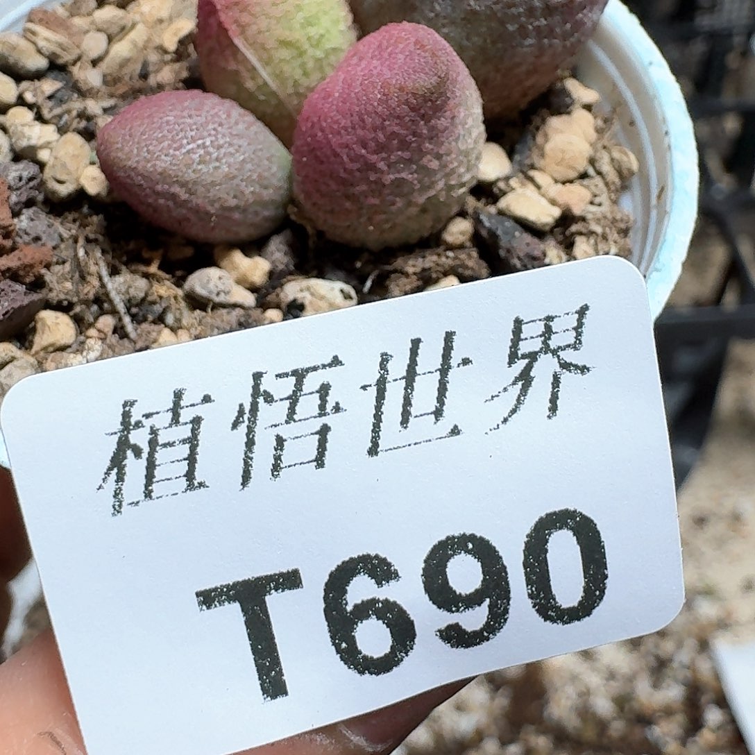 690盒多肉植物哇f g