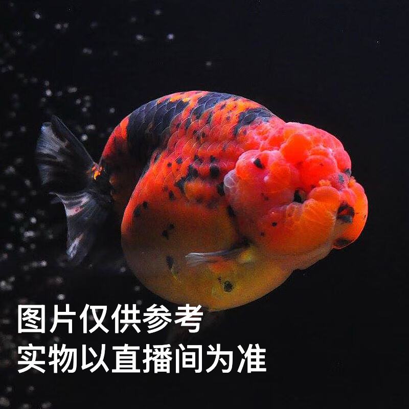 兰寿金鱼冷水观赏鱼苗活体招财淡水鱼