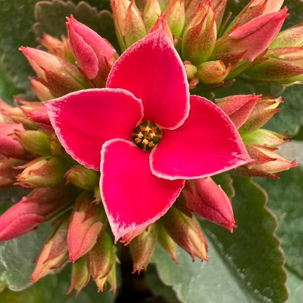 【粉岩丁】130盆 拍够两单发货