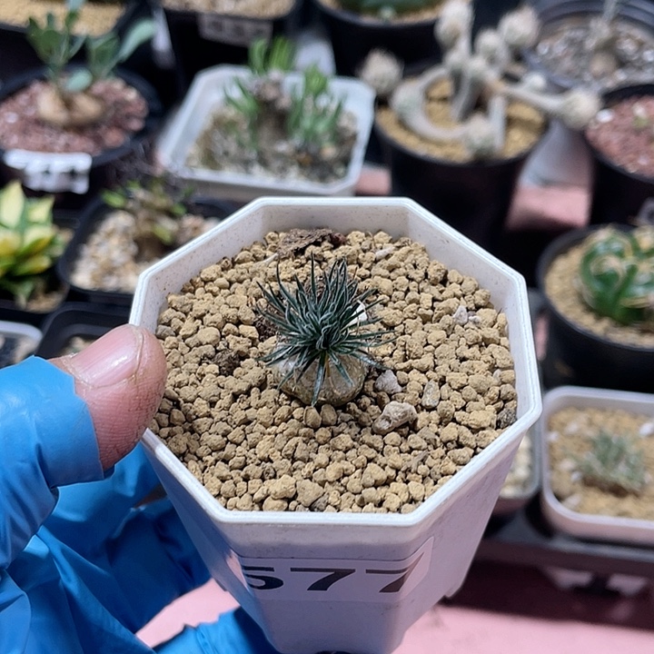 677毛叶迷你海葱块根