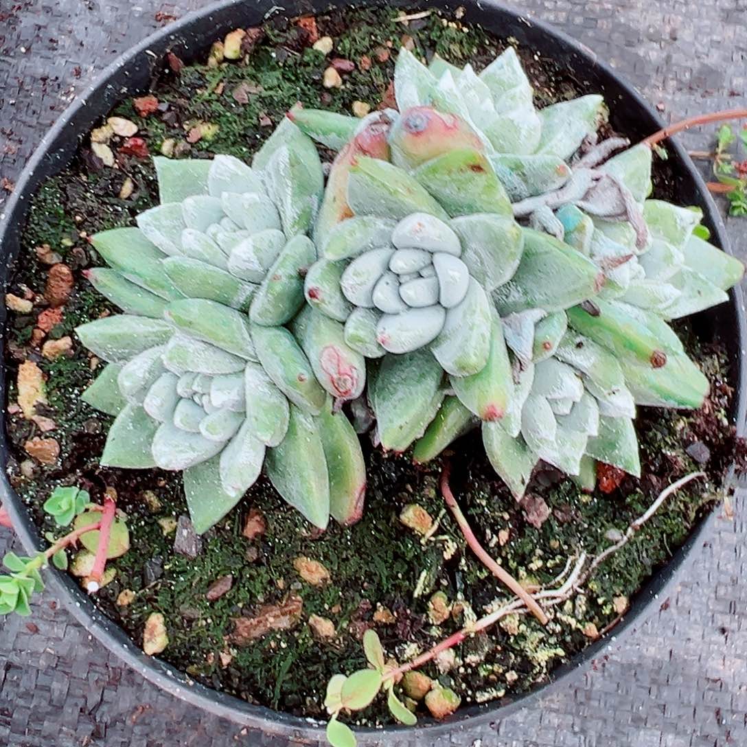 8088苹果叶杂交仙女杯