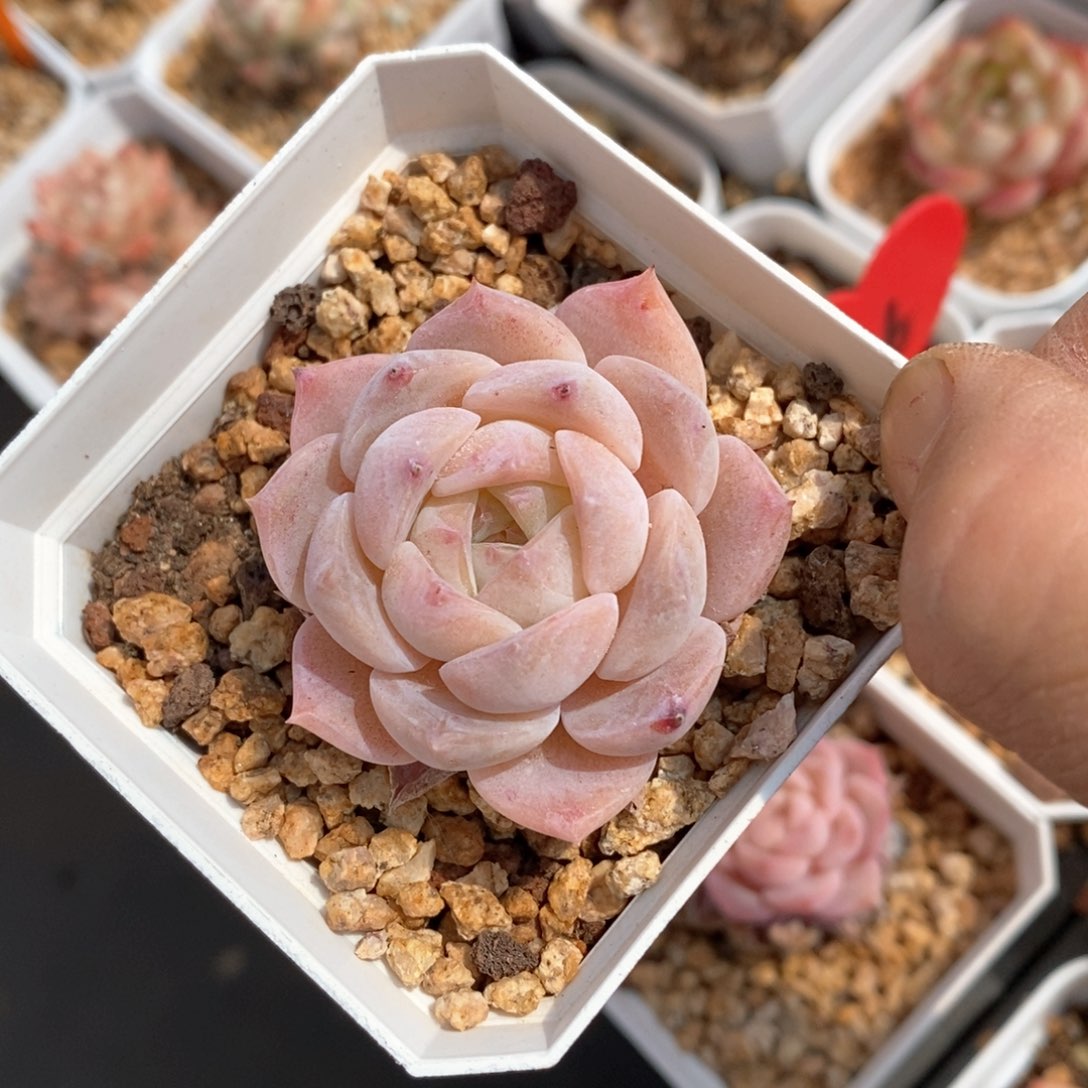 精品多肉一物一拍不包整53