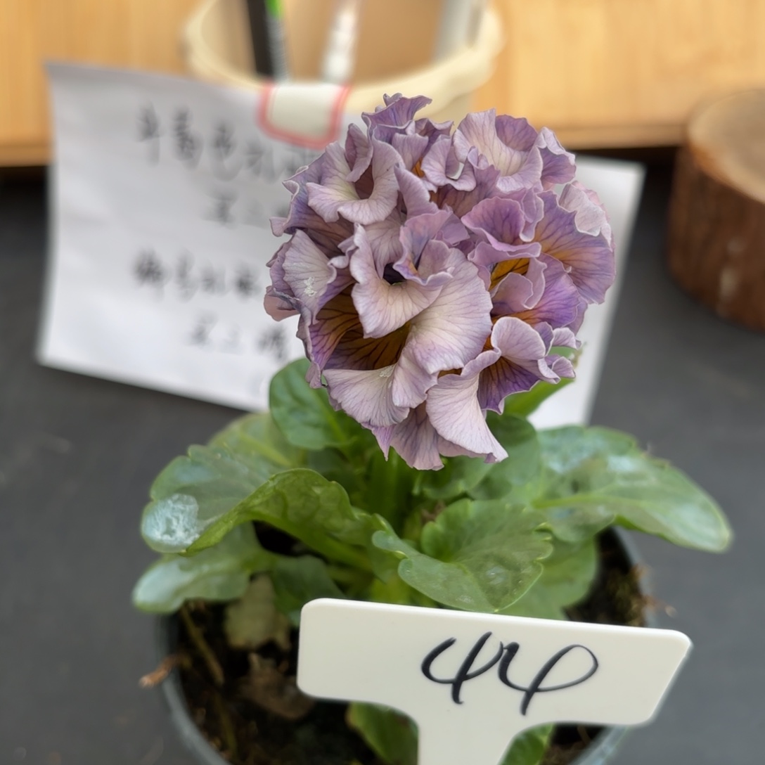 完全开放洛可可礼服44