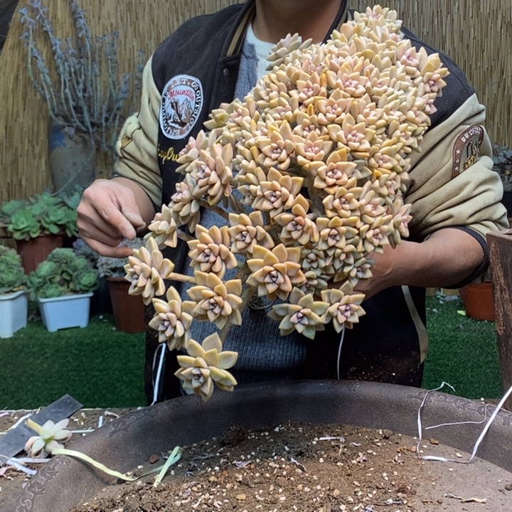 z***儿435 号淡雪多肉植物