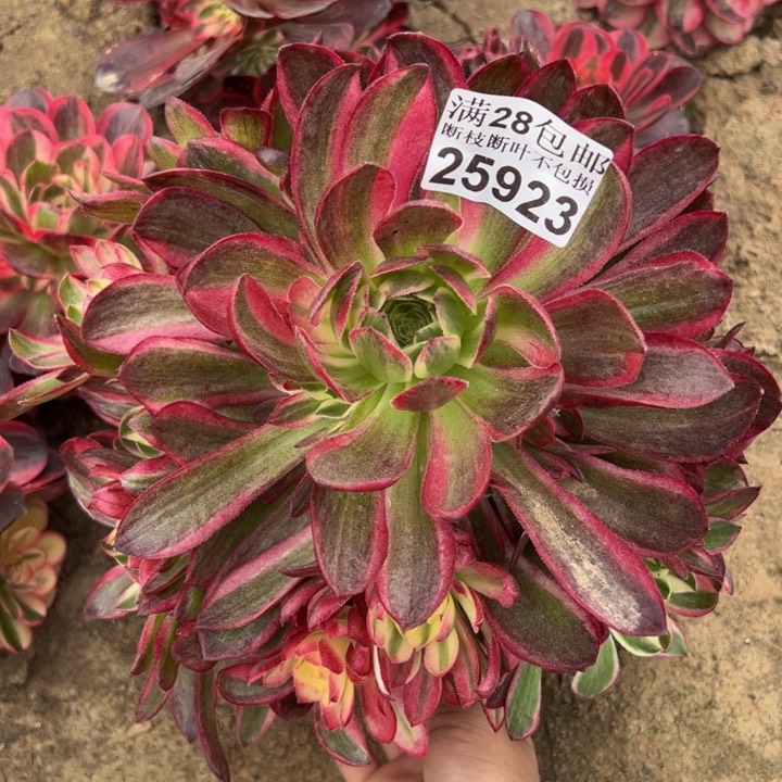 25923海鲜多肉植物