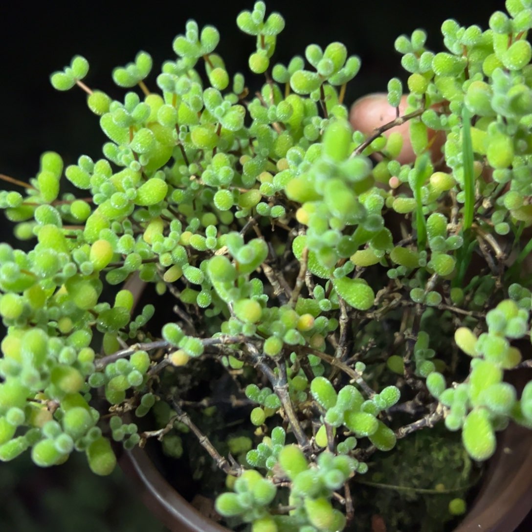 翡翠90倍老桩福利