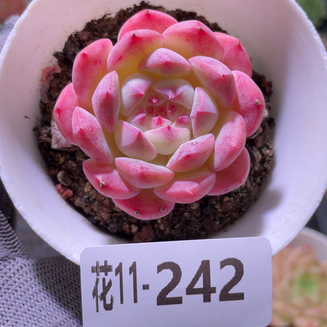 花利美11-242白桃汽水