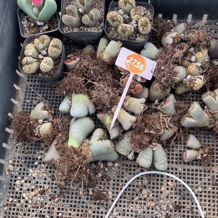 是***。生石花一筐2756000000