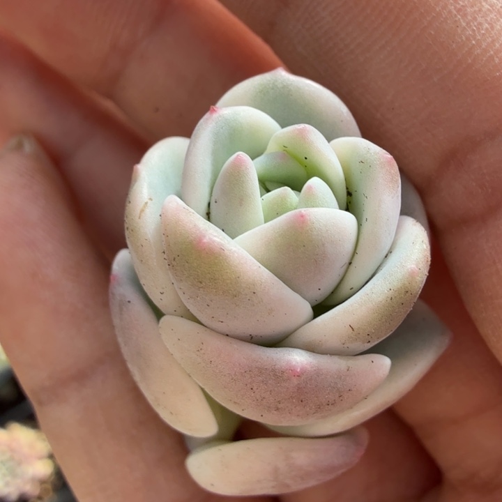 多肉锦花剑一刻的锦模特