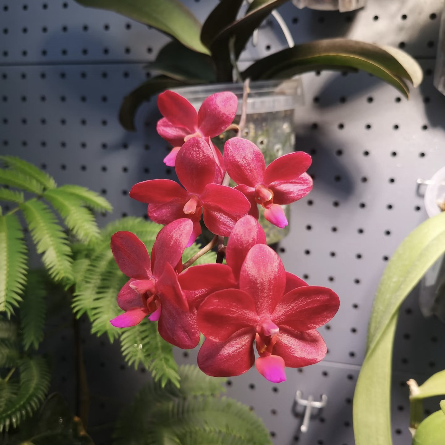 【佛陀宝藏】1.7高货蝴蝶兰 根系不多介意勿拍