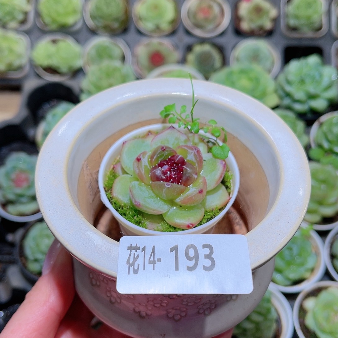 花利美14-193花盆➕珍妮