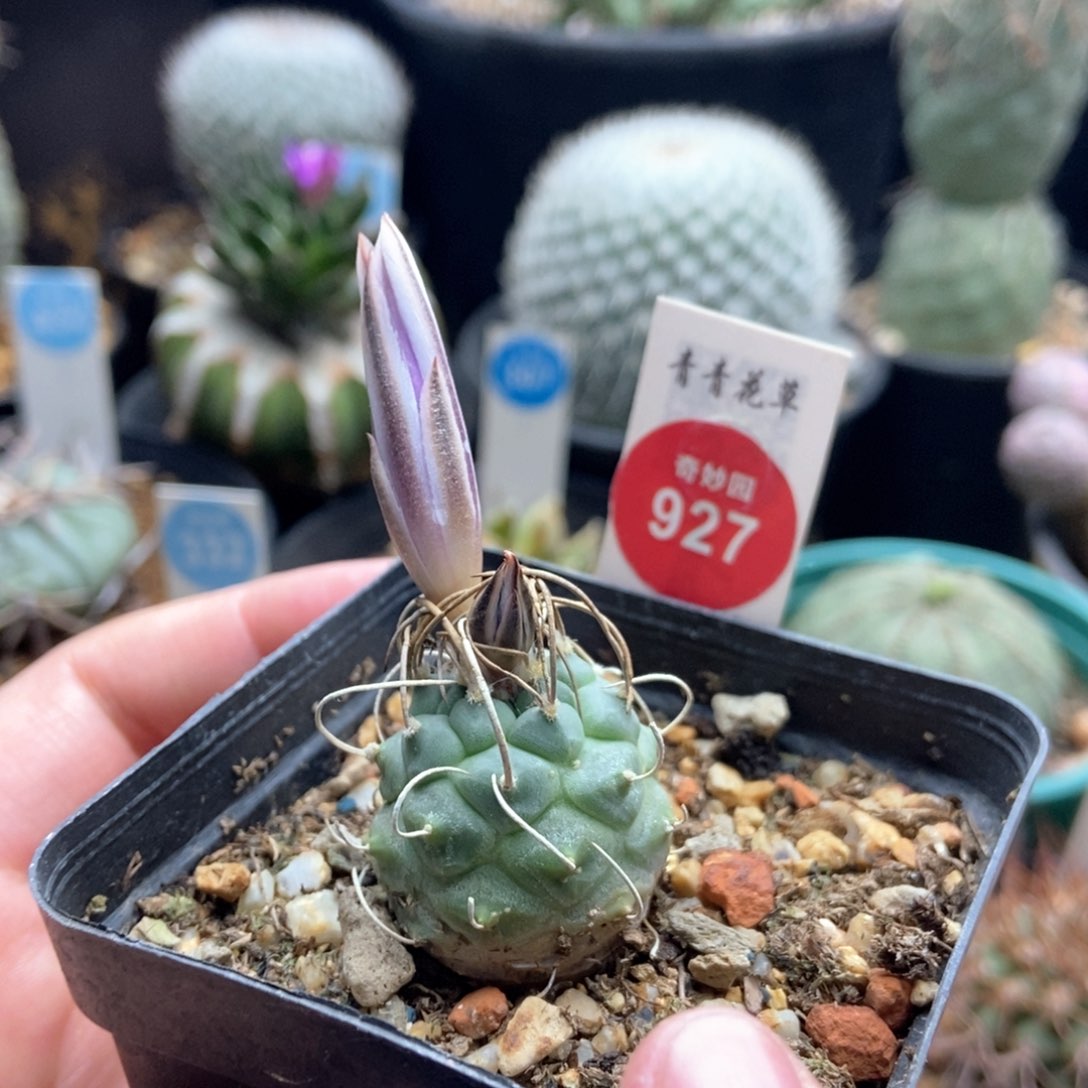 实生紫花长刺乌城丸娇丽2.6cm